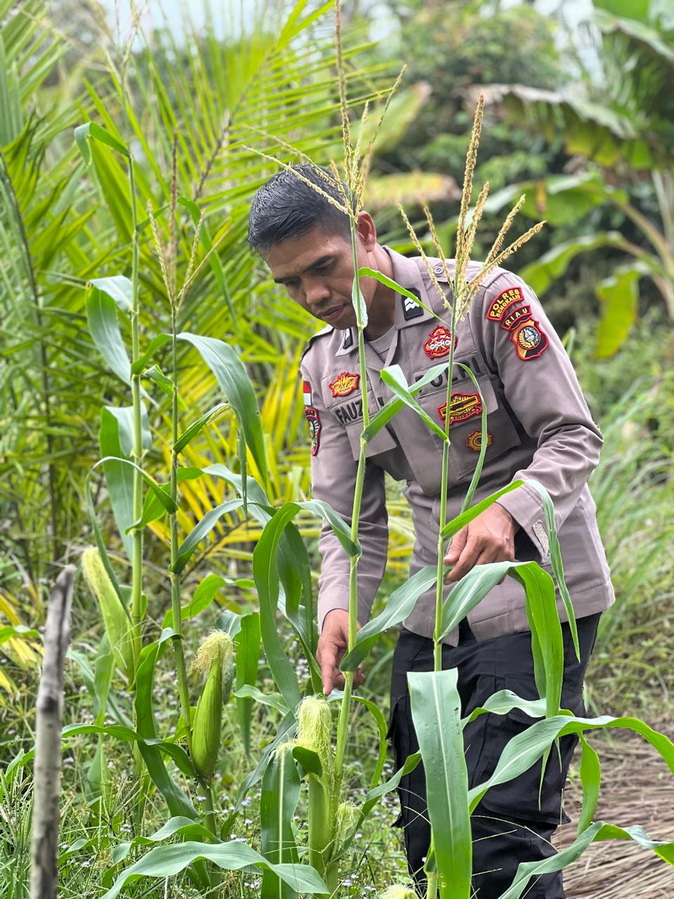 Polsek Rupat melalui Ps. Kanit Binmas melihat perkembangan Ketahanan Pangan